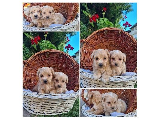 PoulaTo: Κουτάβια Maltipoo
